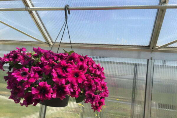 Augalų parišimo vamzdeliai